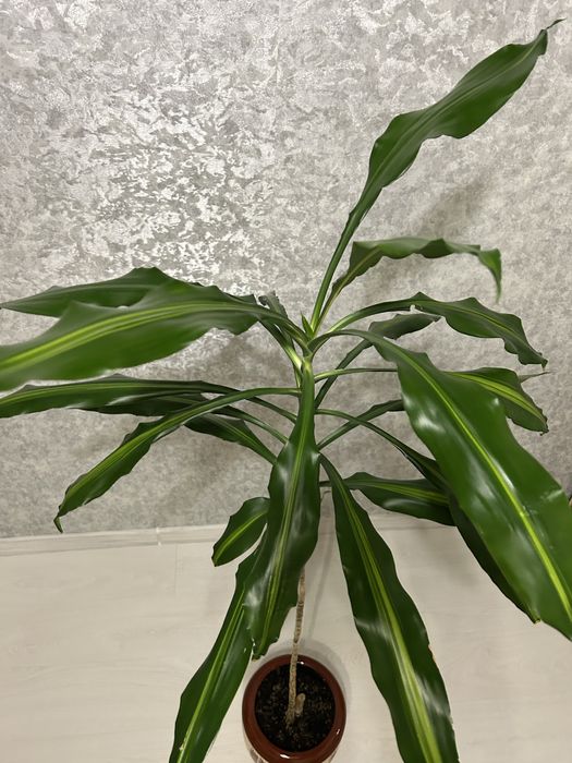 Квіти великі Дроцена широколистная