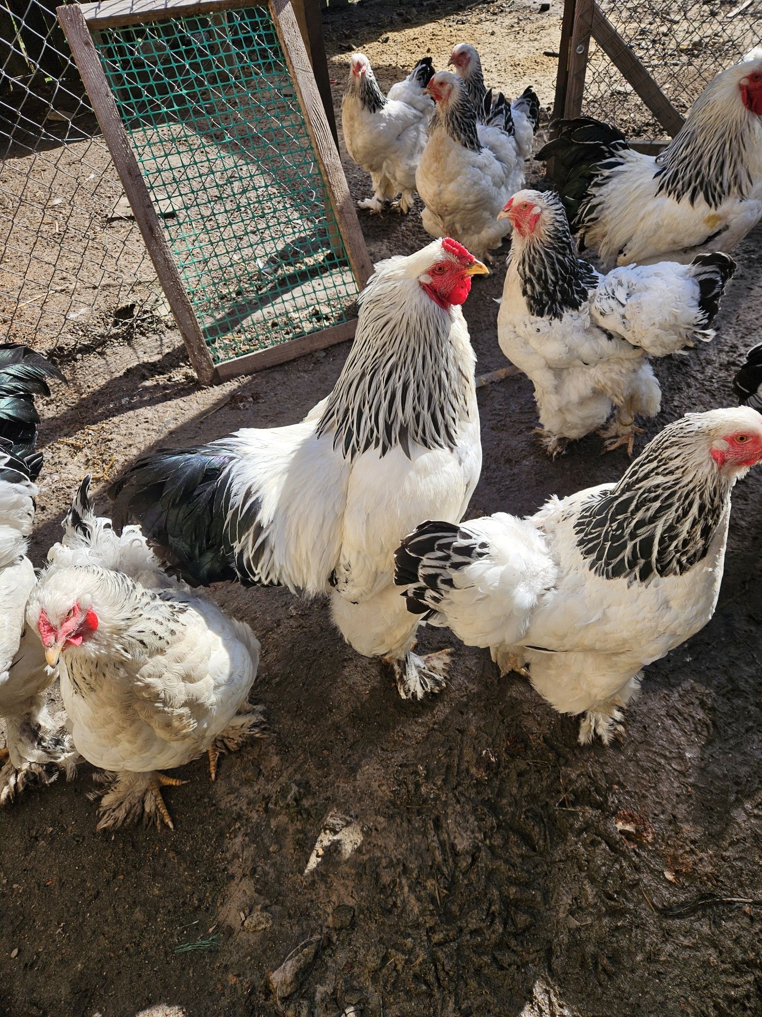 Kury brahma gronostajowa