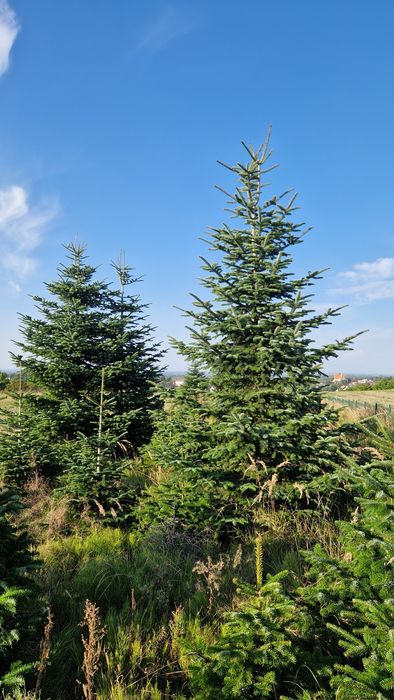 Jodła kaukaska, duża, 2,8-5,5m, hurt detal, producent