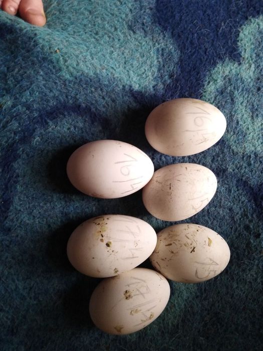 Акція!!! Інкубаційні  Супер яйця!