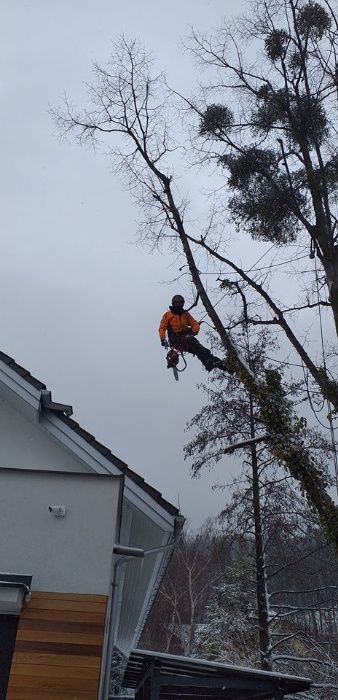 Wycinka drzew, pielęgnacja drzew, czyszczenie działek, usługi rębakiem