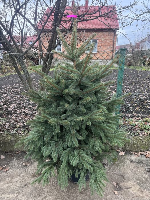 Жива різдвяна ялинка в горщику