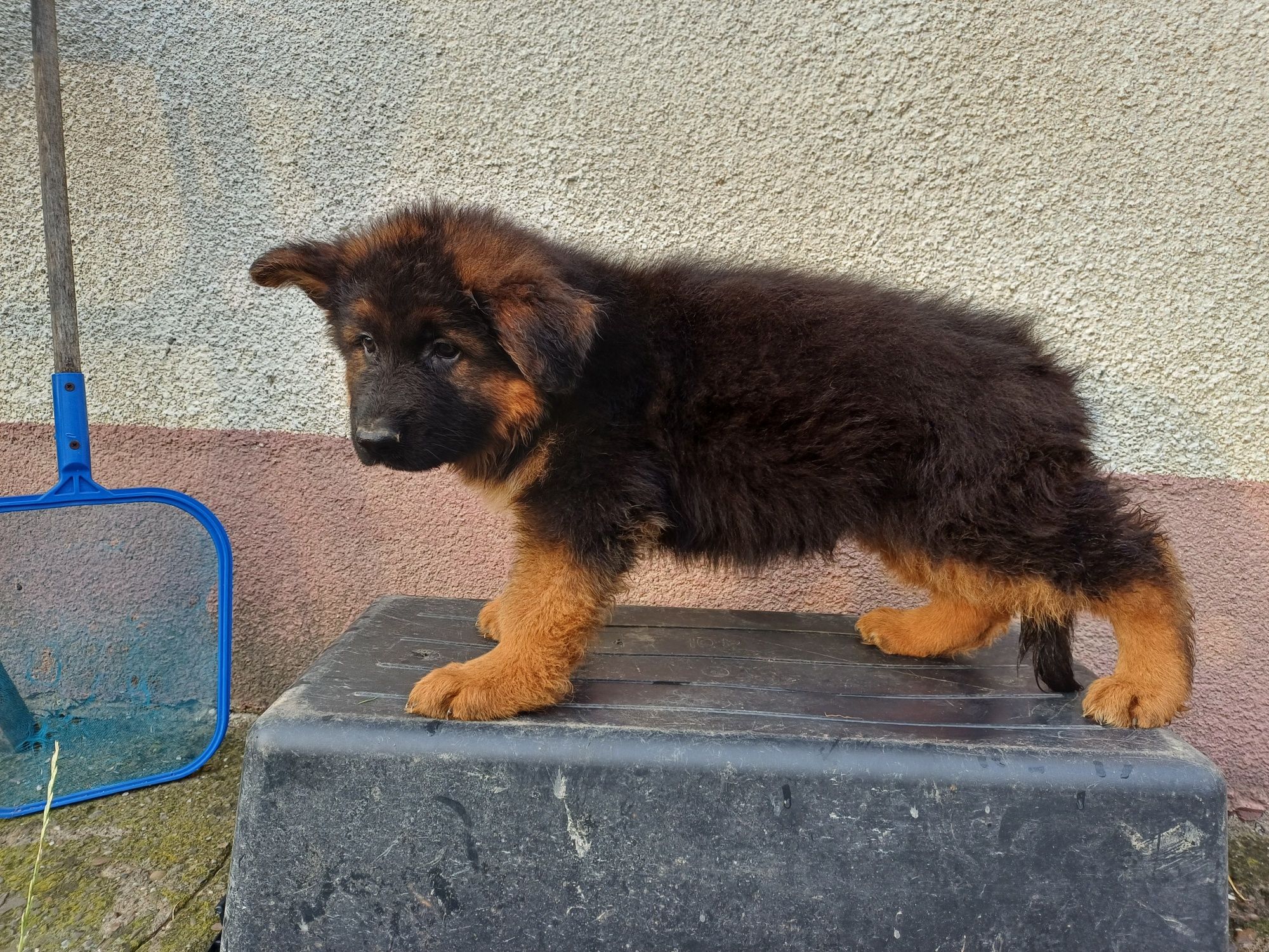Owczarek Niemiecki piesek