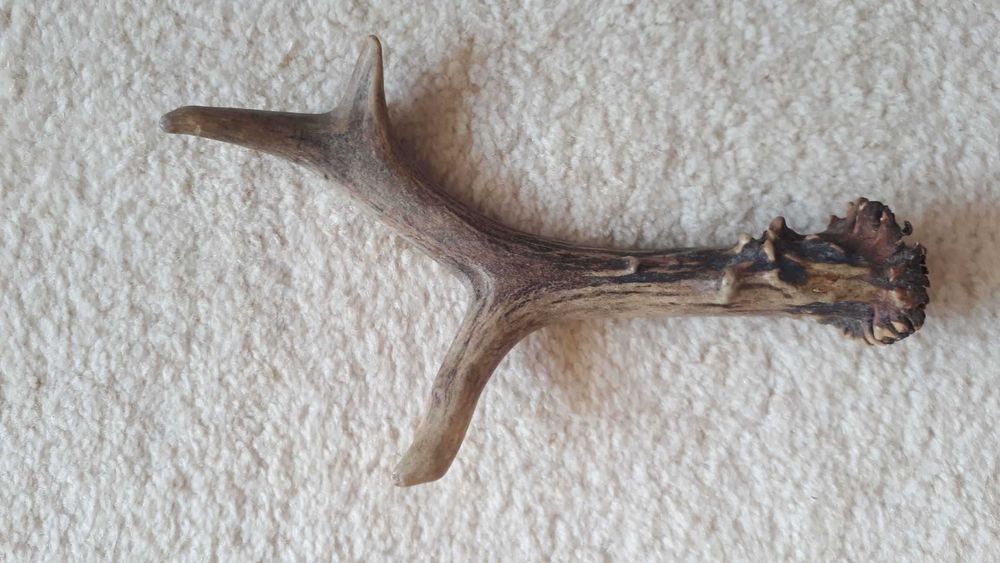 Róg  sarny sprzedam