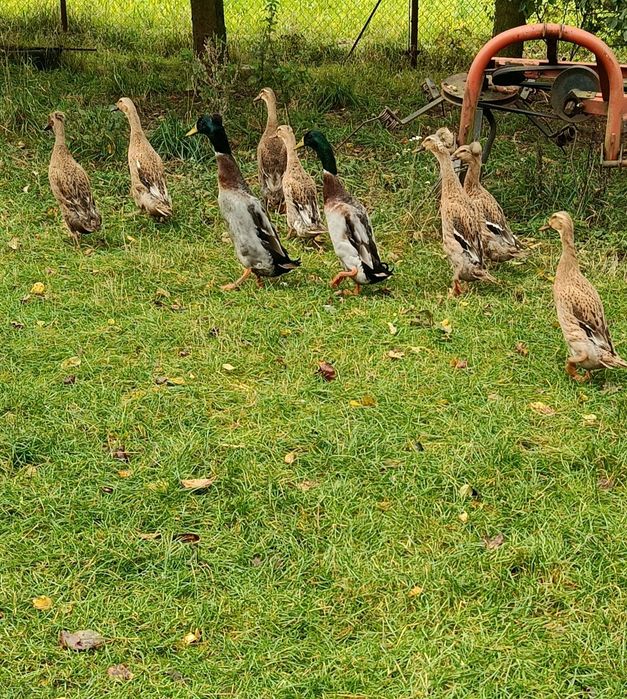 Kaczki bieguski sprzedam