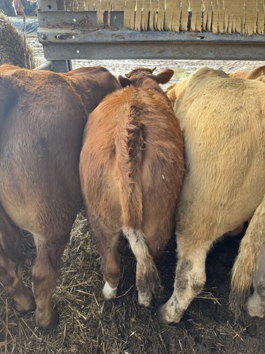 Sprzedam jałówki odsadki,odsady mięsne, lm