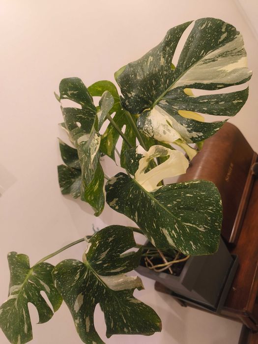 Monstera Thai Constelation