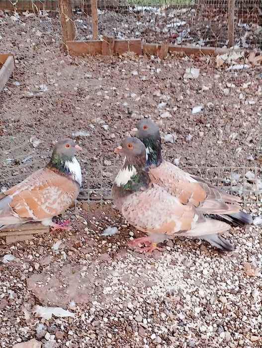 Gołębie Koszua 2025