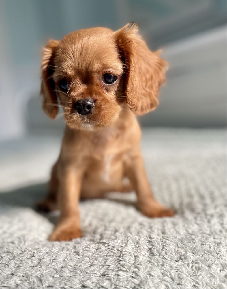 Cavalier king charles spaniel