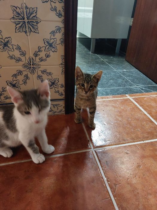 Gatinho cinza e branco com esterilização gratuita para adoção