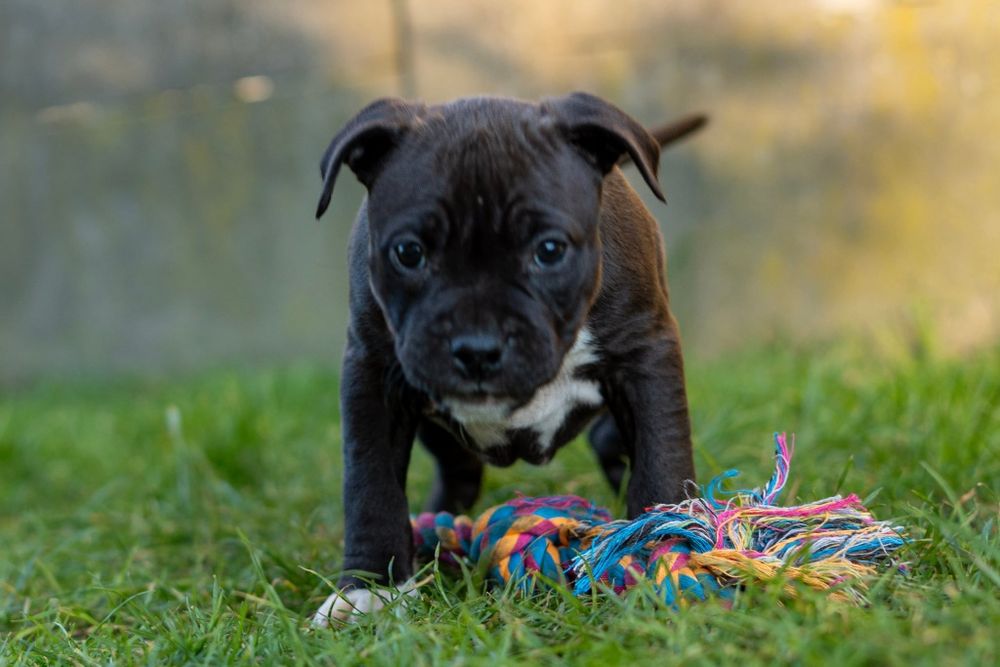 American Staffordshire terrier Zkwp FCI