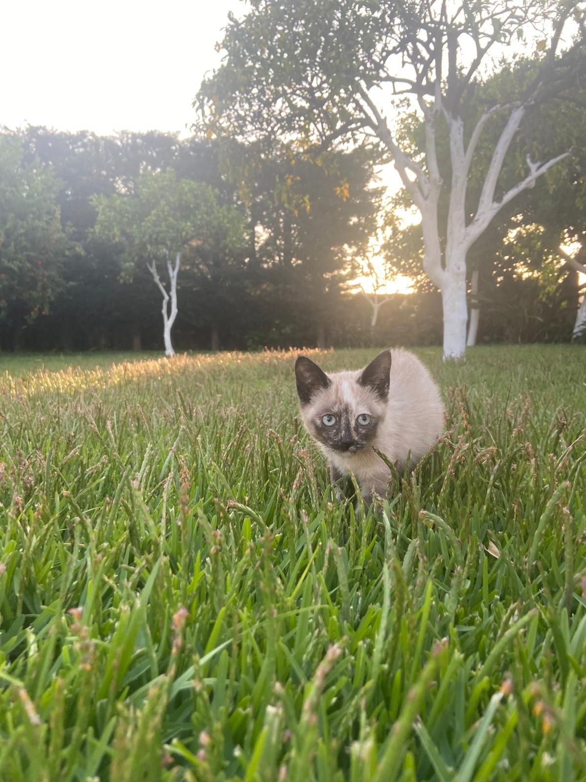 Gatinhas para adoção responsavel