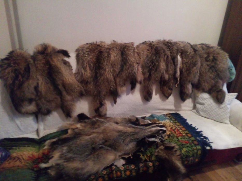 Skóry jenotów wygarbowana.