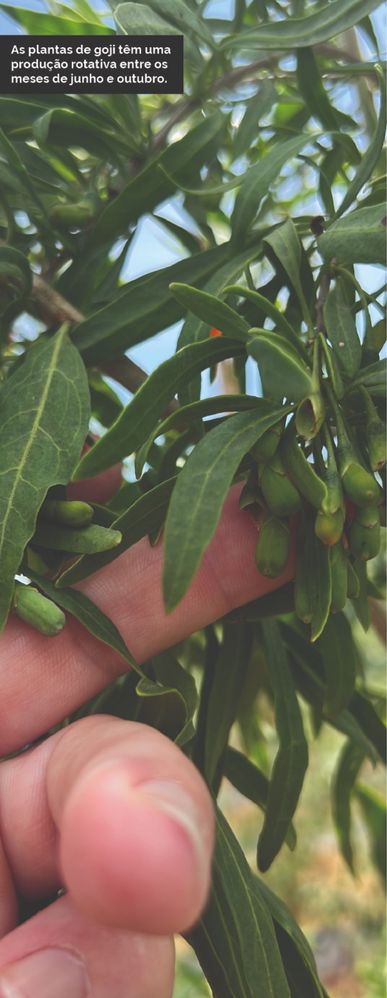 Plantas de goji Lycium Barbarum