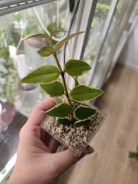 Hoya Bella Albomarginata - ukorzeniona, rosnąca sadzonka