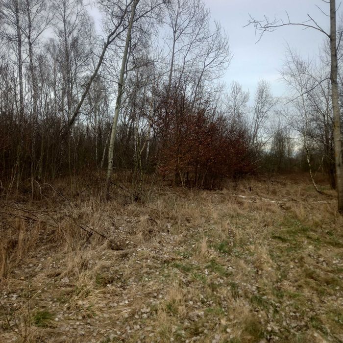 Ziemia 5 klasa krasnołeka na koloni