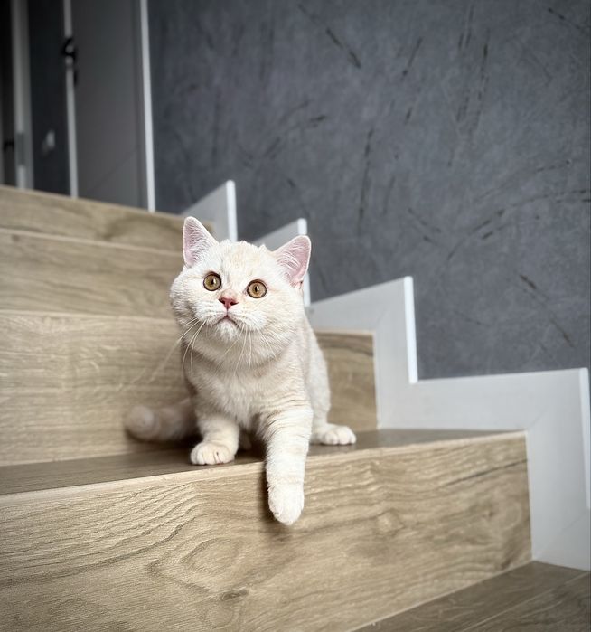 Шотландский мальчик