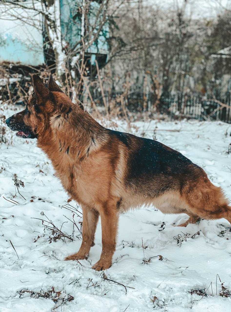 Німецька вівчарка