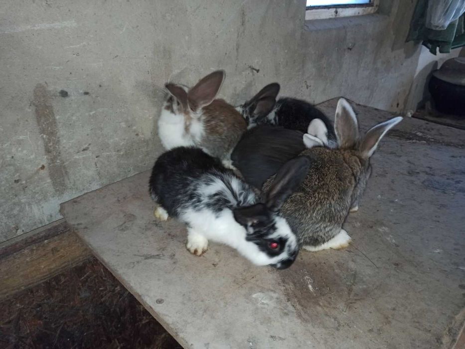 Кроленята (мікс)