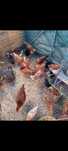 Galinhas Rhode Island red