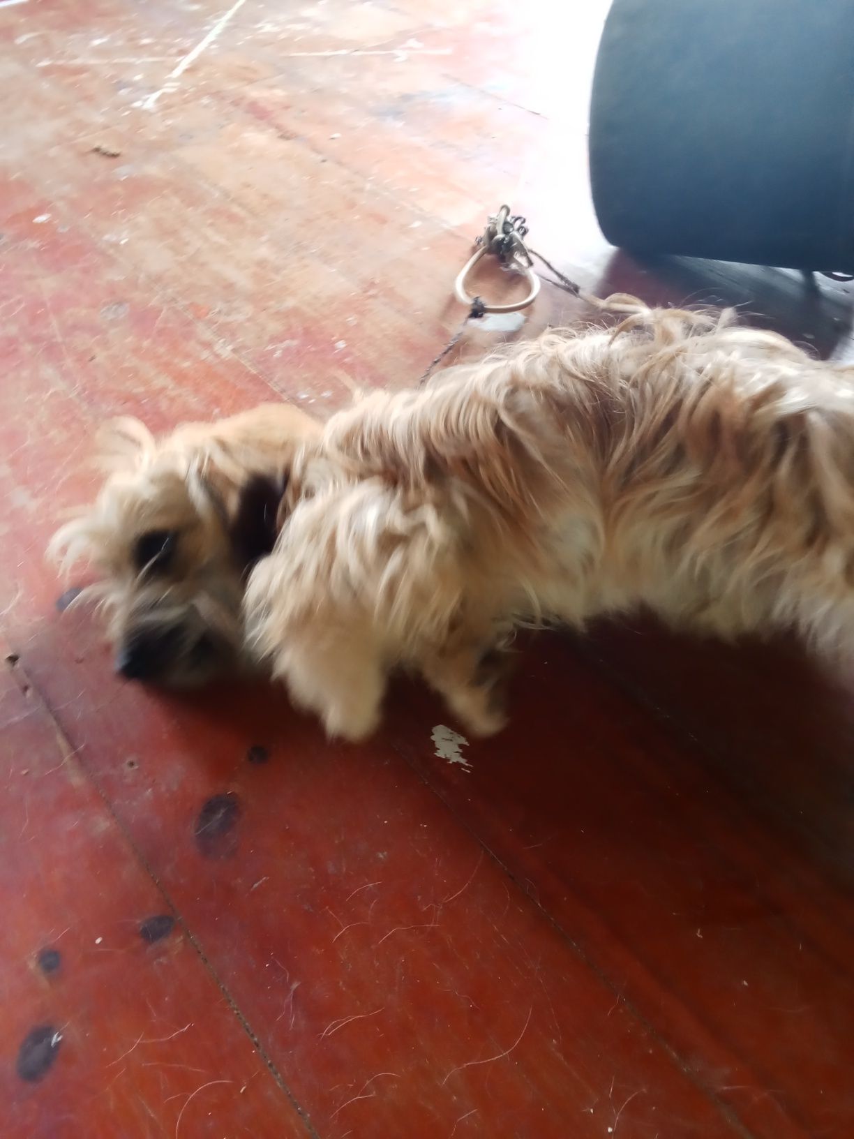 Cadela meiga mistura com Yorkshire