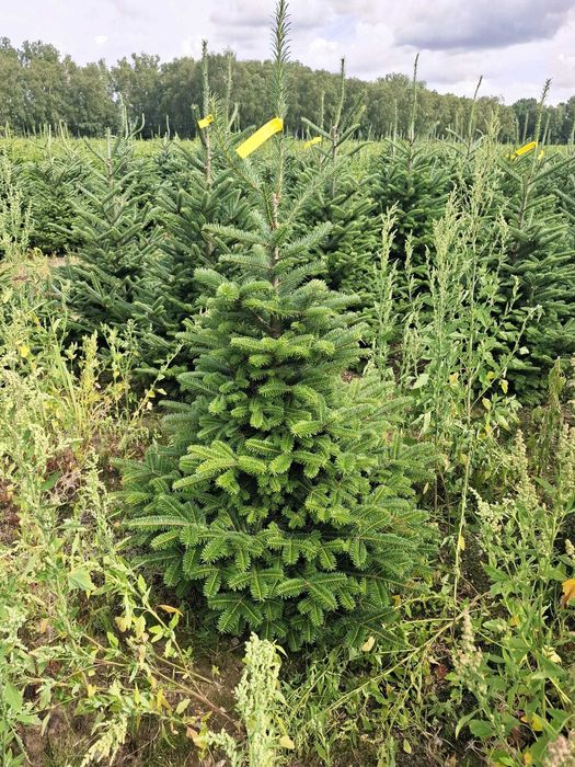 Jodła Frasera w donicy / doniczka 125 - 175 cm- Plantacja TuChoinki.pl