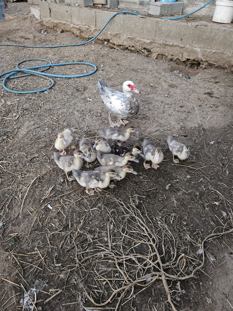 Vendo 11 patos novos