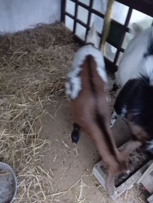 Vendo casal de cabras Anãs