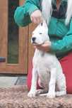 Suczka Dog Argentyński