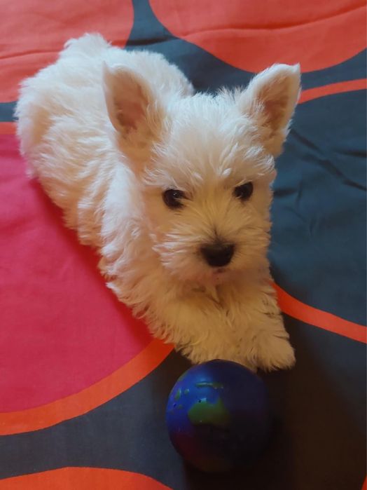 West highland white terrier piesek
