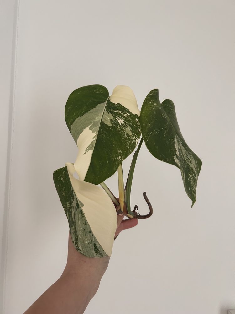 Monstera variegata szczyt halfmoon 3 liście