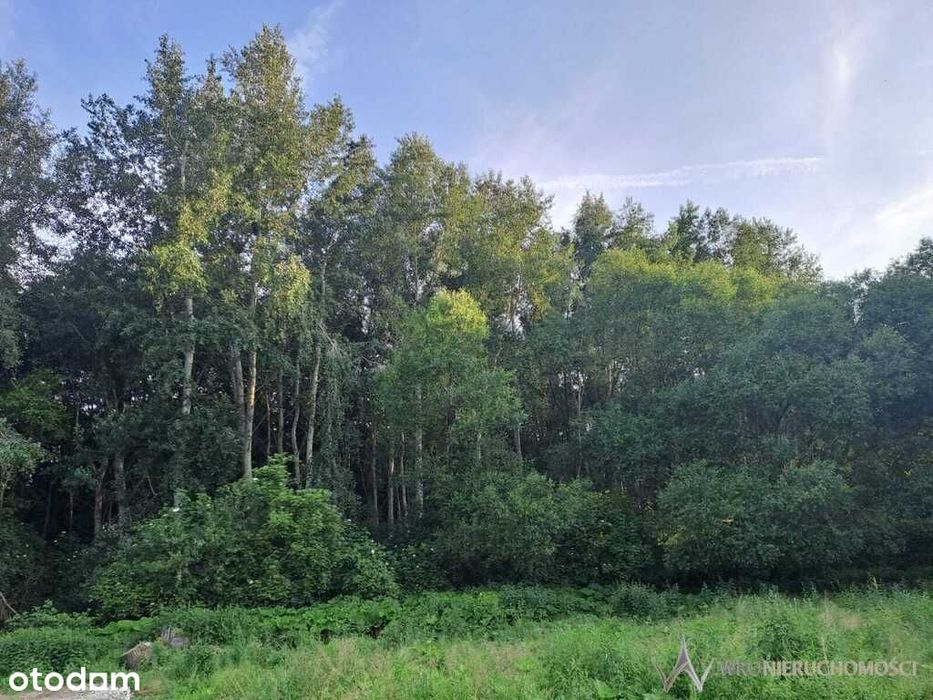 Działka budowlana pod lasem | 313zł/1mkw!