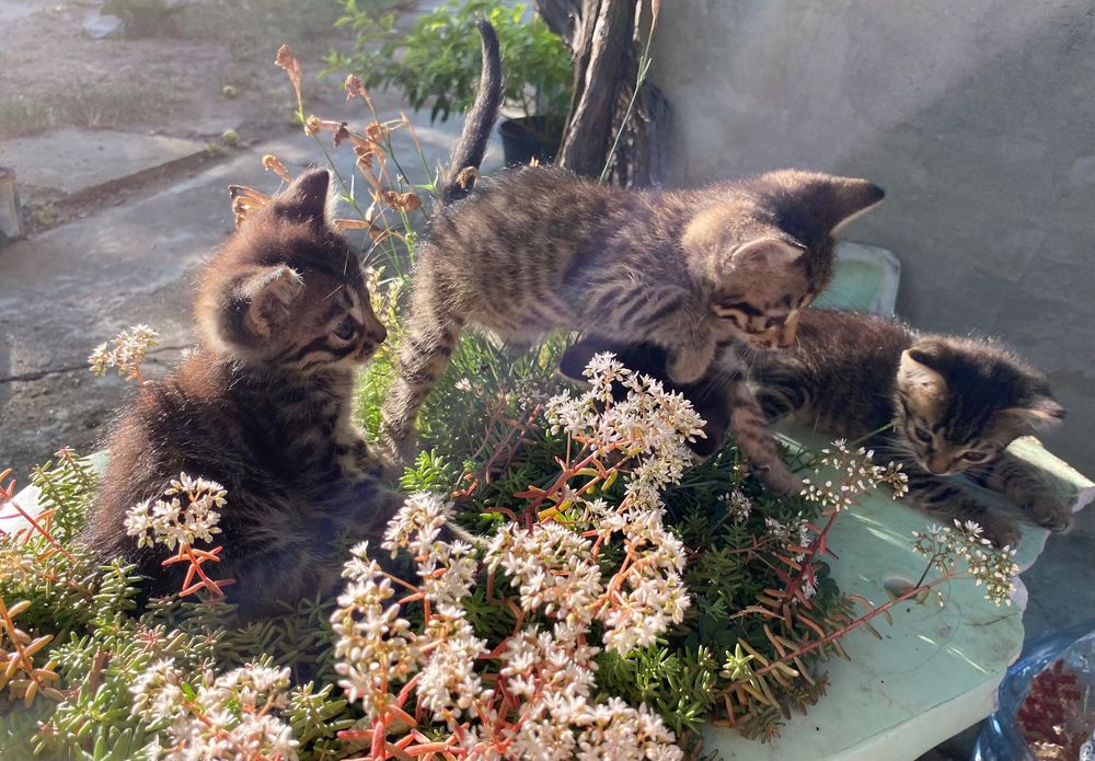Кошенятка шукають люблячу домівку!
