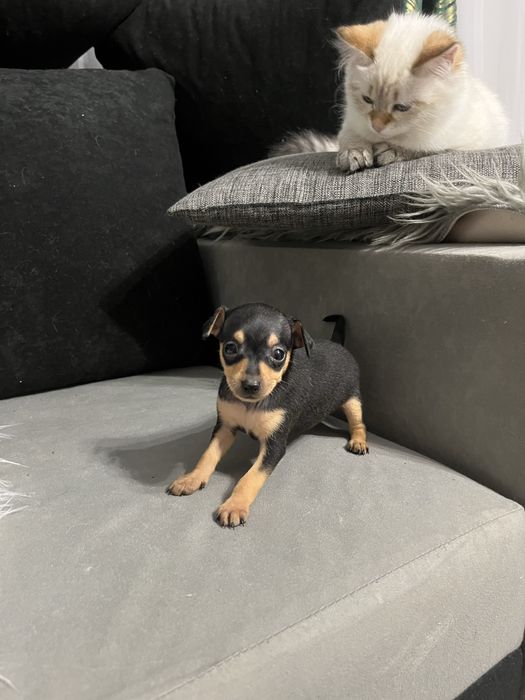 Pińczer miniaturowy ratlerek