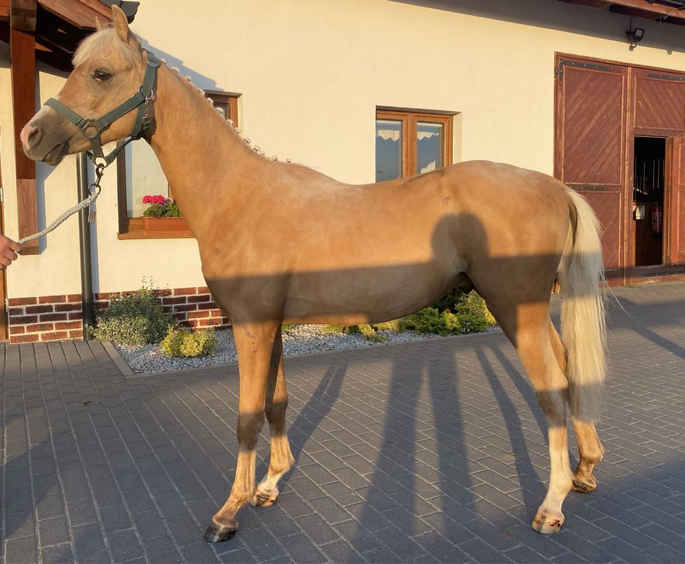 Kuc walijski, Welsh Pony, sekcja B, 2 letni ogierek z paszportem