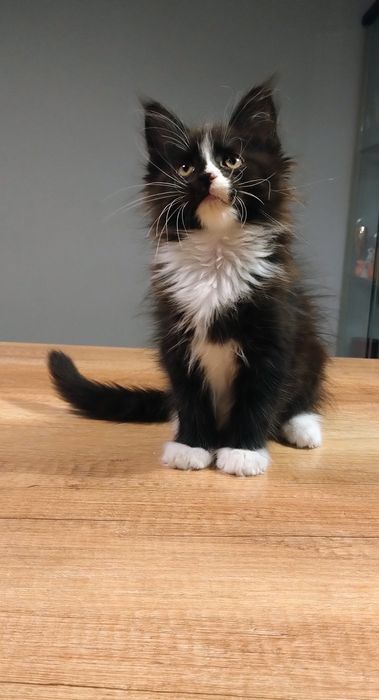 Daisy kotka Maine coon