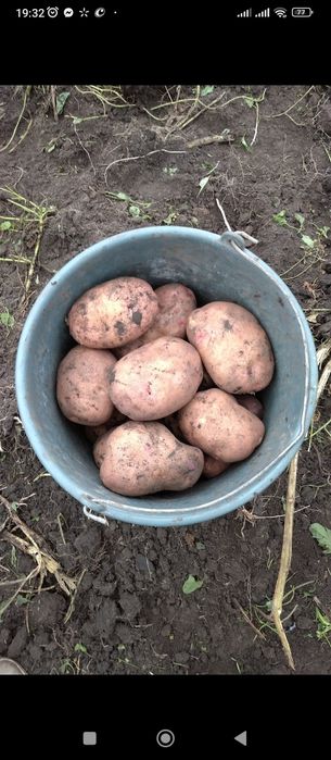 Продам моркву, буряк та цибулю. Картоплі вже немає