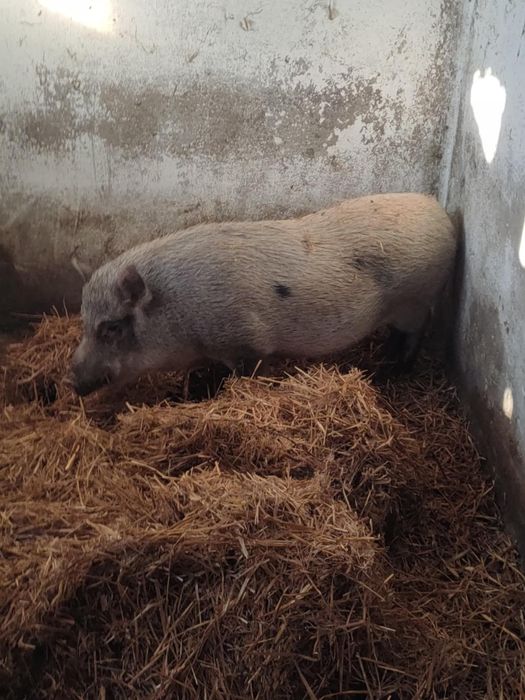 Swinka wietnamska wietnamki