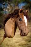 Hobby horse używany