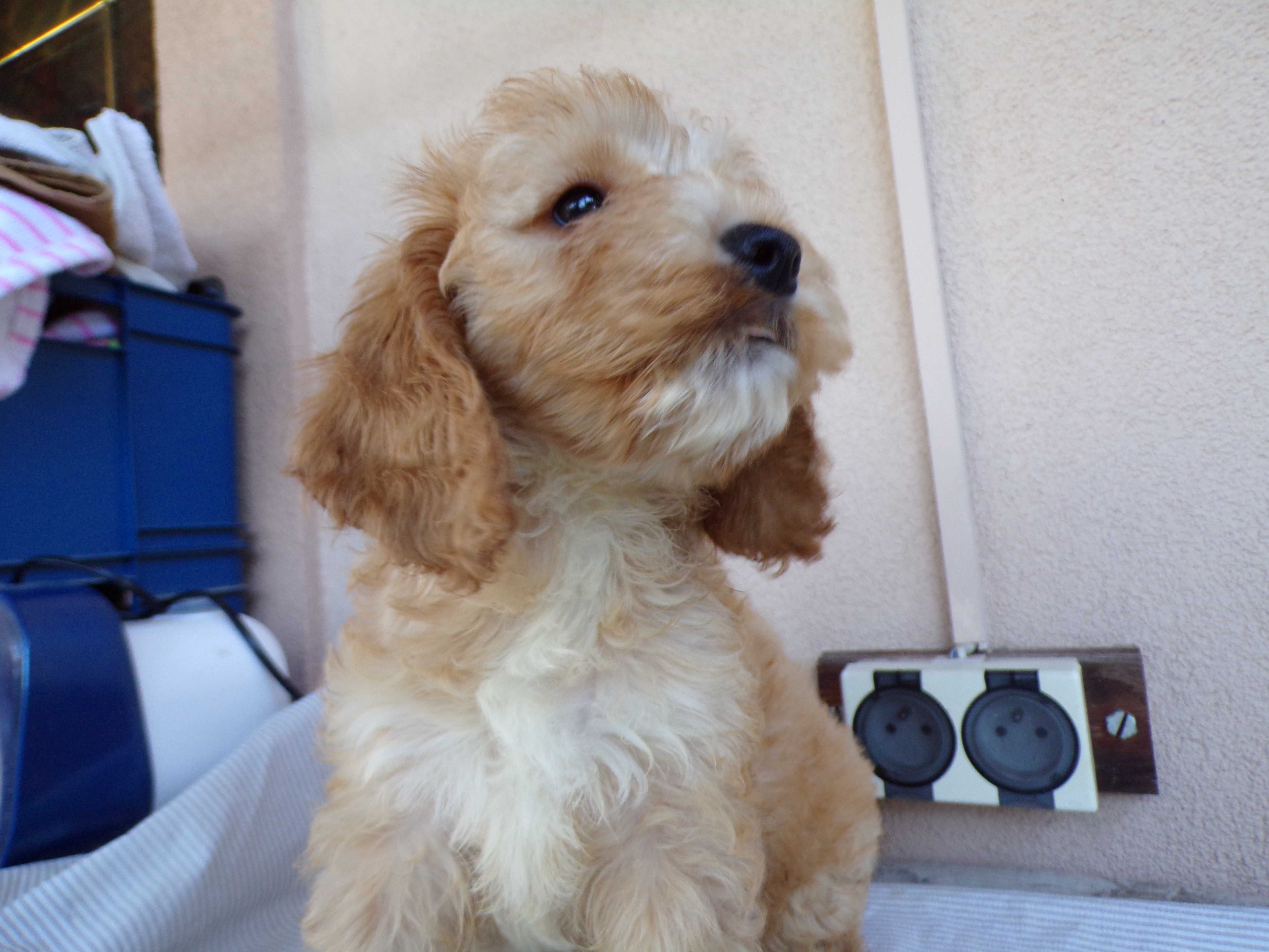 Cockapoo F1 , słodka, maleńka sunia karmelowa z białym
