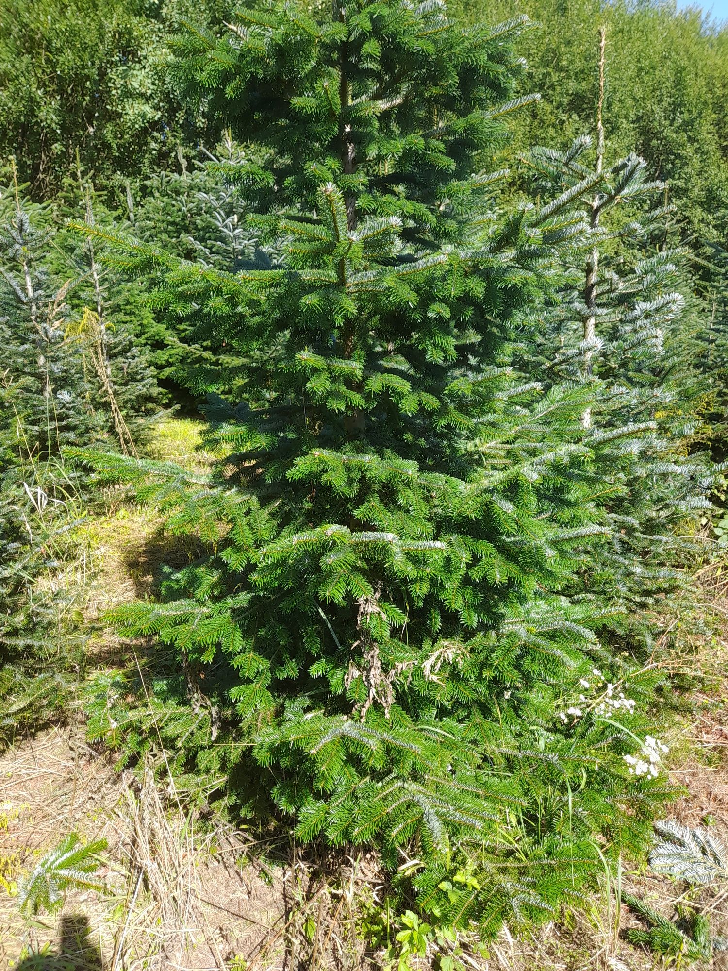 Choinki Jodła Kaukaska