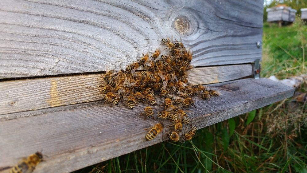 Продам бджоло-матки Бакфаст та Варроа-толерантнi