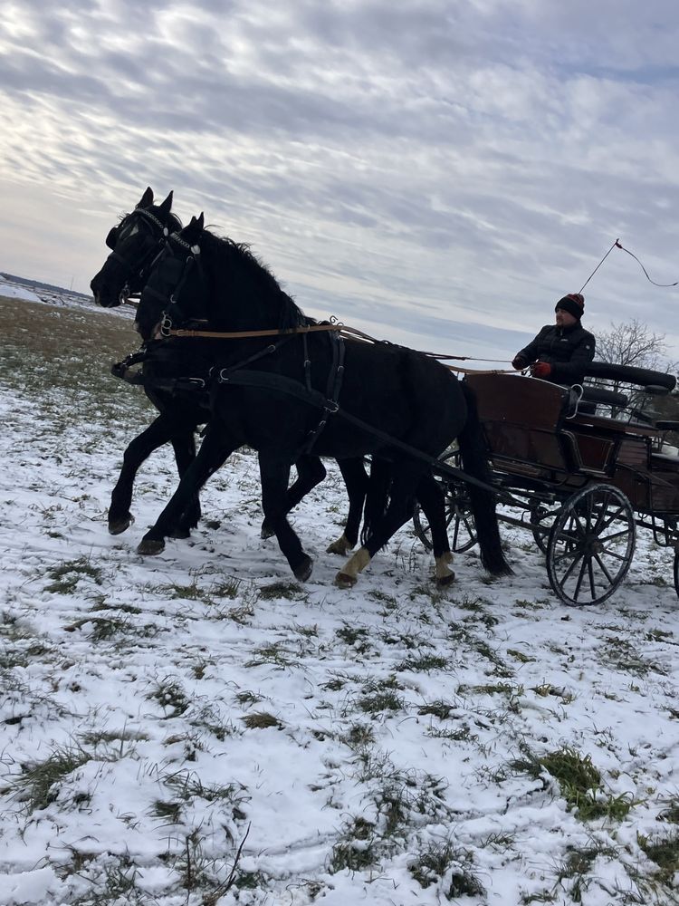 para klaczy śląskich