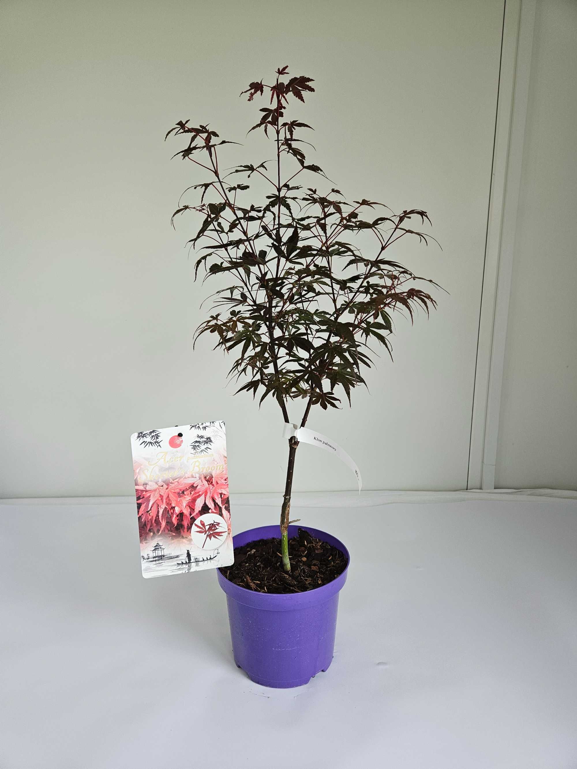 Klon palmowy 'Skeeter's Broom' (Acer palmatum 'Skeeter's Broom')