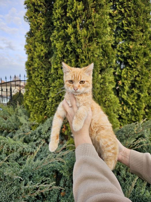 Котик хлопчик в добрі руки