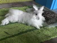 Krolik miniaturka angora