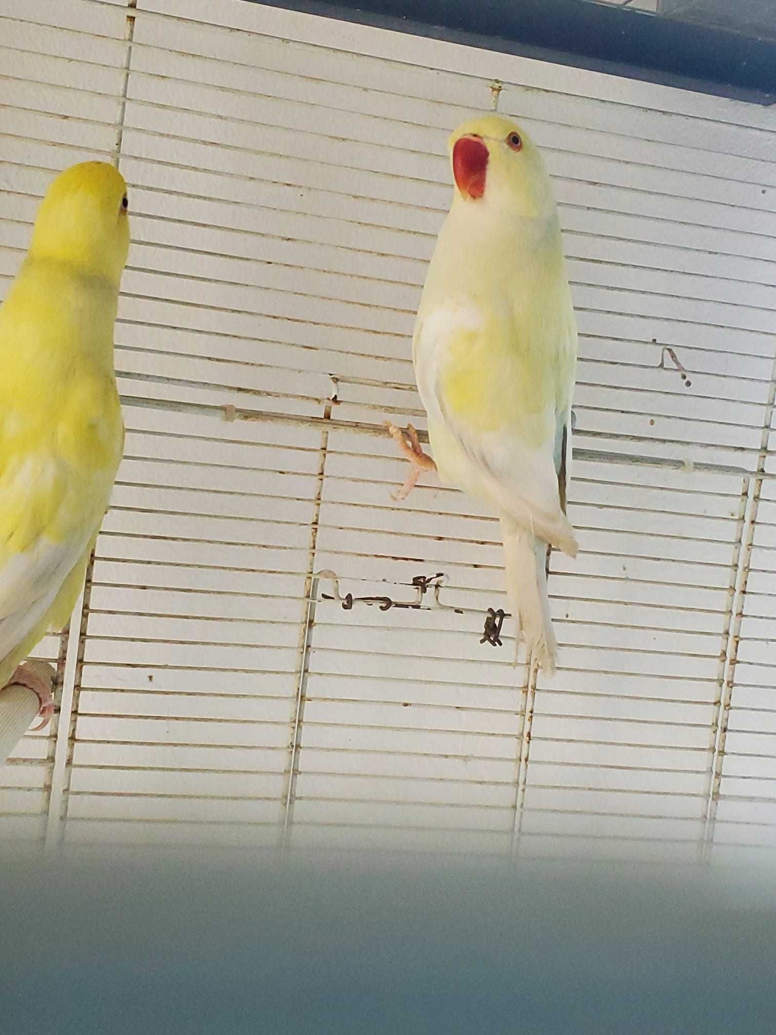 Ringneck muito bonitos casail já feito pronto a criar!