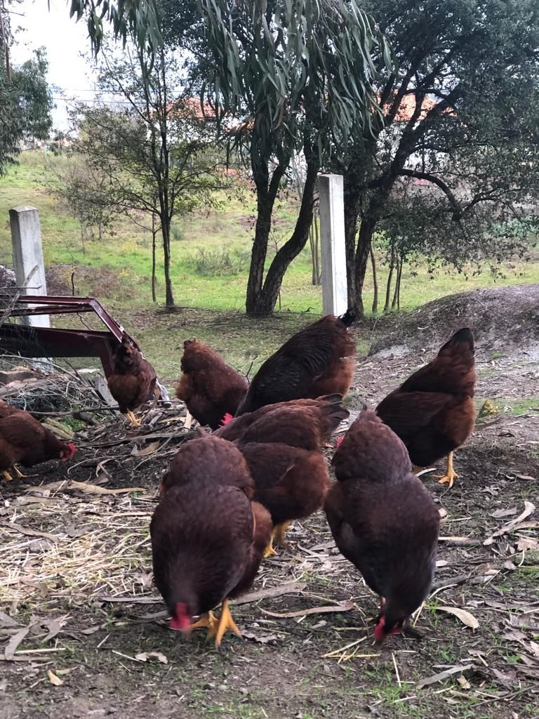 Rhode Island Red e Sussex light