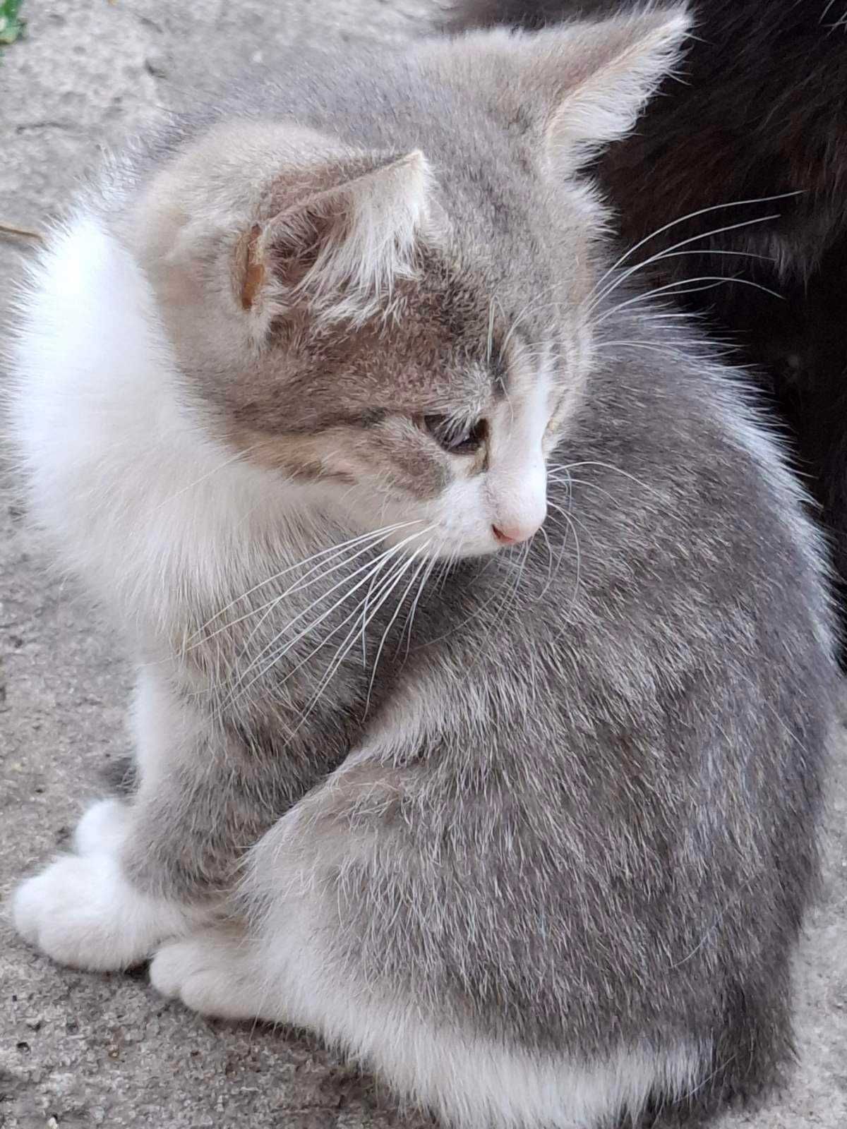 Котенок. Мальчик