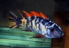 GB MALAWI labeotropheus trewavasae marmalade cat pyszczaki F2